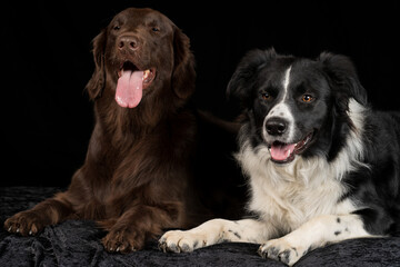 Studio image of a Border Collie and a Flat Coat Retriever.