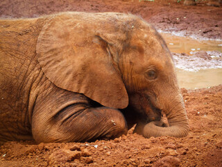 Obraz premium elephant