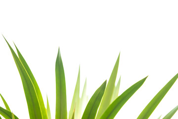 Fototapeta premium Blur nature green New Zealand cabbage leaves isolated on white background.