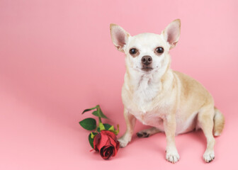  brown Chihuahua dog looking at camera, sitting  by red rose on pink background. Funny  pets  and Valentine's day concept