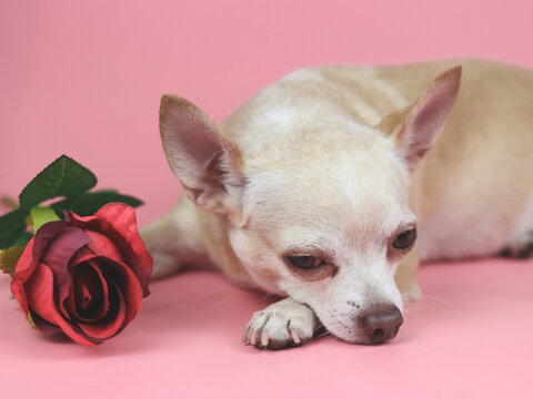 brown Chihuahua dog  lying down with red rose on pink background. Cute  pets  and Valentine's day concept