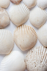 Natural textured background of sea shells of various sizes, folded in the form of scales
