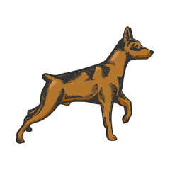 Pinscher dog animal engraving raster illustration