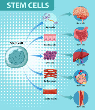 Information Poster On Human Stem Cells