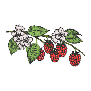 Raspberries branch engraving raster illustration