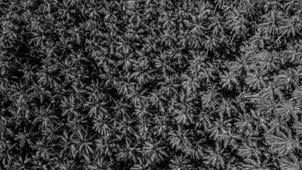 Aerial Drone Palm Trees Black & White Tropical Wall Art