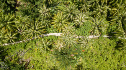Aerial Drone Palm Trees & Jungle Path Tropical Island