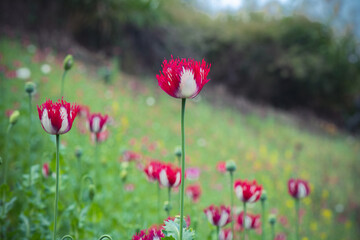 Poppy Papaver somniferum, commonly known as opium poppy or breaded poppy, is a type of flower in the family Papaveraceae.