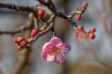 prlum blossom