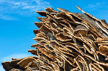 Unprocessed Cork Oak Bark Before Further Processing, Algarve, Portugal