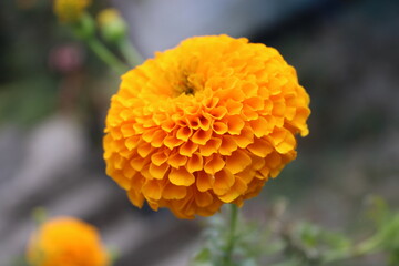 orange flower in the garden