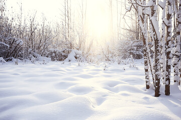 winter forest landscape covered with snow, december christmas nature white background