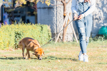 お散歩する犬と若い女性