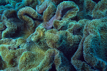 coral reef macro / texture, abstract marine ecosystem background on a coral reef