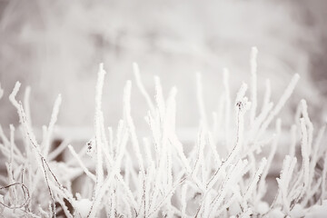 branches covered with hoarfrost background, abstract landscape snow winter nature frost