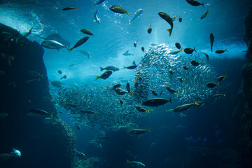 イワシの大群がつくる大魚