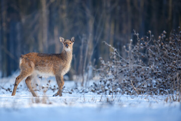 Naklejka na ściany i meble Close baby majestic red deer in winter forest. Cute wild mammal in natural environment