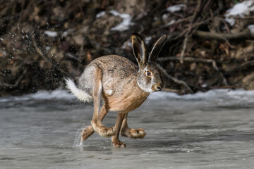 Hare running on frozen pond