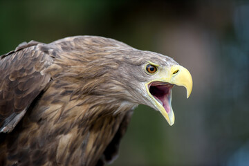 White-tailed eagle portrait  in forest