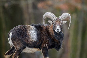 Big mouflon animal. Mouflon, Ovis orientalis, forest horned animal