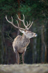 Naklejka na ściany i meble Majestic red deer stag in forest. Animal in nature habitat