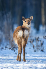 Naklejka na ściany i meble Close baby majestic red deer in winter forest. Cute wild mammal in natural environment