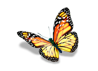 Color monarch butterfly , isolated on the white background