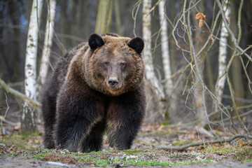 Obraz na płótnie Canvas Close wild big brown bear portrait in forest. Danger animal in nature habitat
