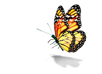Color monarch butterfly , isolated on the white background