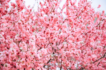 Fototapeta premium Defocused blooming pink sakura flowers on a tree in spring as a texture background