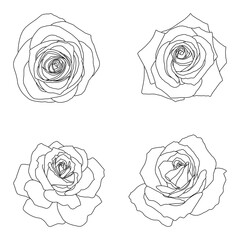Floral background. A sketch of roses.
