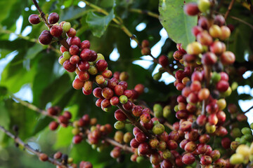 Coffee beans ripening on tree in North of thailand.