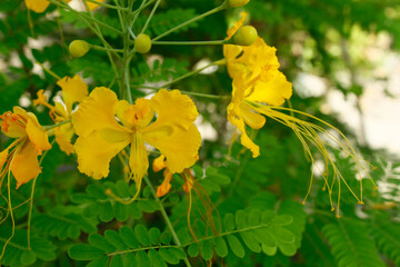 Yellow peacock flower tree in on the green garden background.