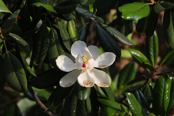 Magnolia flower blossomed on the deep green background.