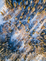 Winter Snow Covered Spruce Pine Trees. Top Down Abstract Drone View. Natural Pattern