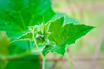 The tip of a young gourd leaf closeup views.