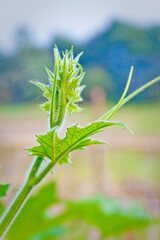 The tip of a young gourd leaf closeup views.