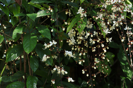 Clerodendrum wallichii Merr, Nodding Clerodendron. White flowers in the garden.