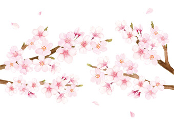 Obraz na płótnie Canvas 桜の花の水彩イラスト