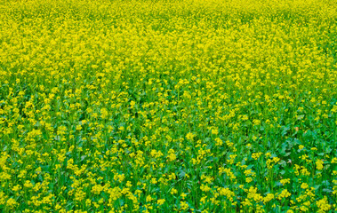 Mustard flowers blooming on the village fields.