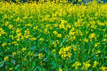 Bloomed mustard flowers closeup views on the fields.