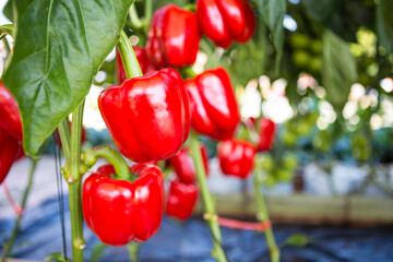 Red bell pepper garden, organic vegetable farming, agriculture concept, outdoor day light