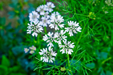 Cilantro flowers are blooming on the plant and that will produce coriander seeds.