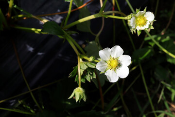 Flowering bush of garden strawberries. Strawberry flowers.