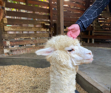 The llama is a domesticated South American camelid, Llama, South American member of the camel family, closely related to the alpaca, guanaco, and vicuna, which are known collectively as lamoids.