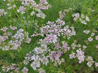 small Beautiful flowers in the Field.flowers for background texture.beautiful nature in spring.