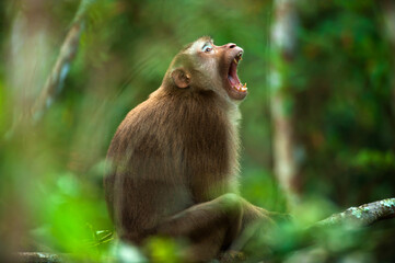 Northern pig-tailed macaque yawning on the tree.