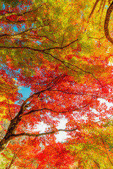 愛知県豊田市　大井平公園の紅葉