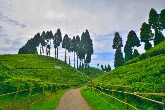 Gopaldhara tea garden near golpahar view point at Mirik.