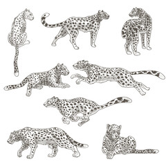 Leopard animal still and in motion, feline cat